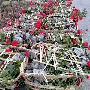 四川月季基地  丰花月季批发基地  供应月季16杯  批发欧月、40高丰花月季杯苗  贵州、重庆月季