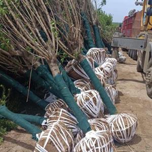 江苏红叶碧桃 宿迁碧桃基地 沭阳碧桃价格 园林绿化苗木 桃树批..