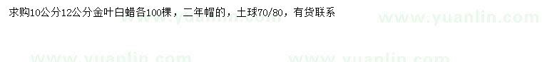 求购10、12公分金叶白蜡