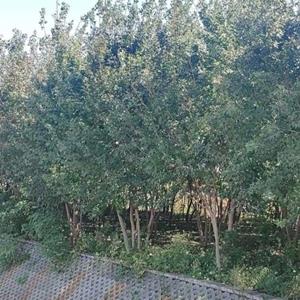 河南周口市商水县丛生五角枫
