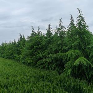 出售雪松，四米高左右，一千多棵，价格优惠