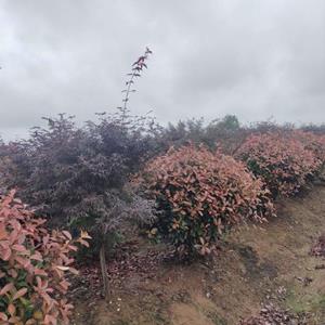 武汉红枫树日本红枫三季红枫耐旱红枫树