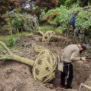 四明山红枫热销中