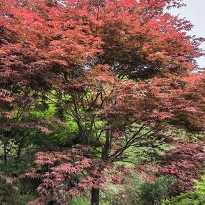 四明山红枫盛产基地