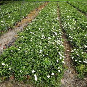 四川海栀子花种植基地  批发30高海栀子花大杯 海栀子花工程苗供 云南、贵州、陕西、重庆、成都栀子花