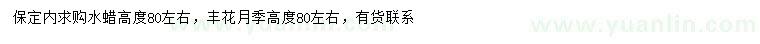 求购高80公分左右水蜡、丰花月季