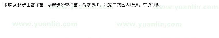 求购60公分以上山杏、40公分沙棘