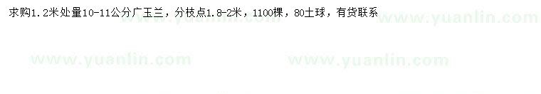 求购1.2米量10-11公分广玉兰