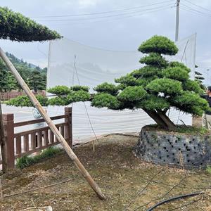 湖南造型罗汉松盆景零售批发/造型罗汉松盆景量大优惠