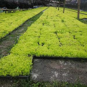 佛甲草基地批发   佛甲草方盘、佛甲草小杯、佛甲草双色杯  四川佛甲草穴盘苗批发  成都佛甲草报价