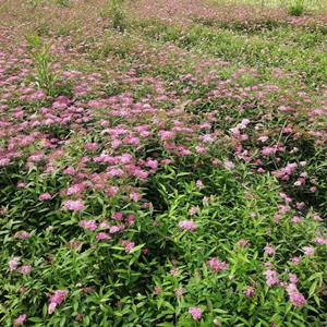 四川绣线菊批发基地   出售30-40高绣线菊大杯  绣线菊双色杯批发 重庆、云南、贵州、陕西绣线菊