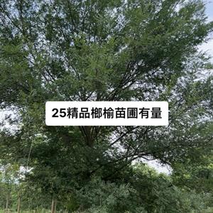 25榔榆