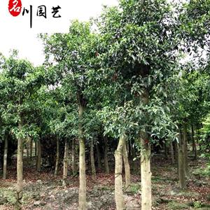 杜英报价 四川杜英种植基地 工程绿化苗木优选 成都杜英价格行情