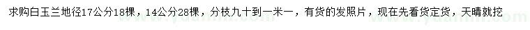 求购地径14、17公分白玉兰