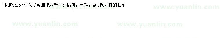 求购5公分国槐、榆树