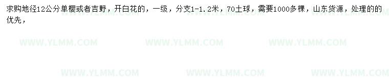 求购地径12公分单樱、染井吉野樱