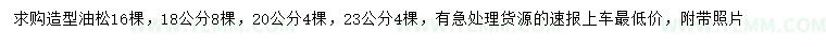 求购18、20、23公分造型油松