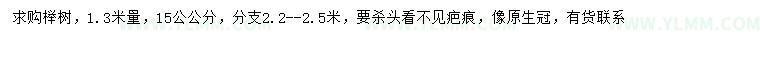 求购1.3米量15公分榉树