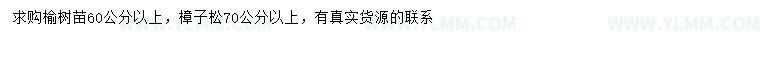 求购60公分以上榆树、70公分以上樟子松