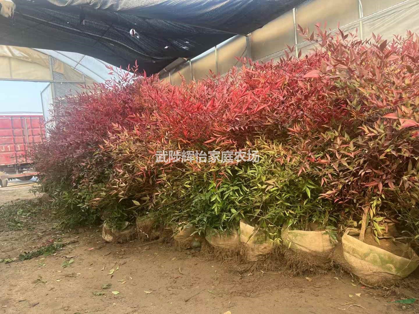 南天竹苗15-20-30-40-50-60-70-100-200公分厘米精品南天竹小苗