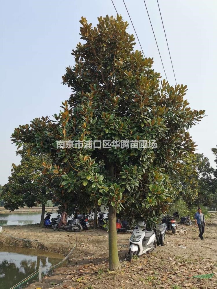 胸徑14公分廣玉蘭15公分廣玉蘭16公分廣玉蘭價格我們優惠幅度大
