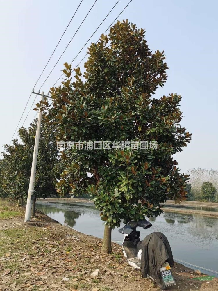 胸徑14公分廣玉蘭15公分廣玉蘭16公分廣玉蘭價格我們優惠幅度大