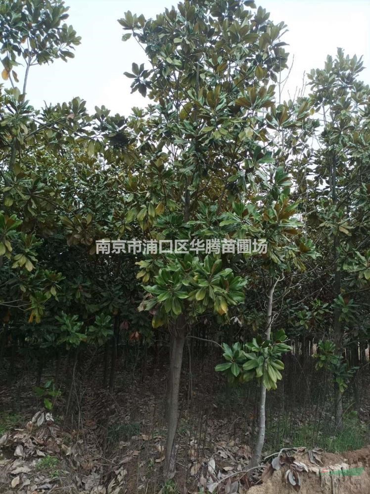 廣玉蘭8公分廣玉蘭土球包裝廣玉蘭10公分廣玉蘭起貨裝車