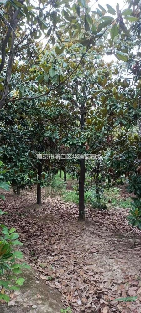 廣玉蘭20公分廣玉蘭22公分廣玉蘭24公分廣玉蘭25公分廣玉蘭大規..