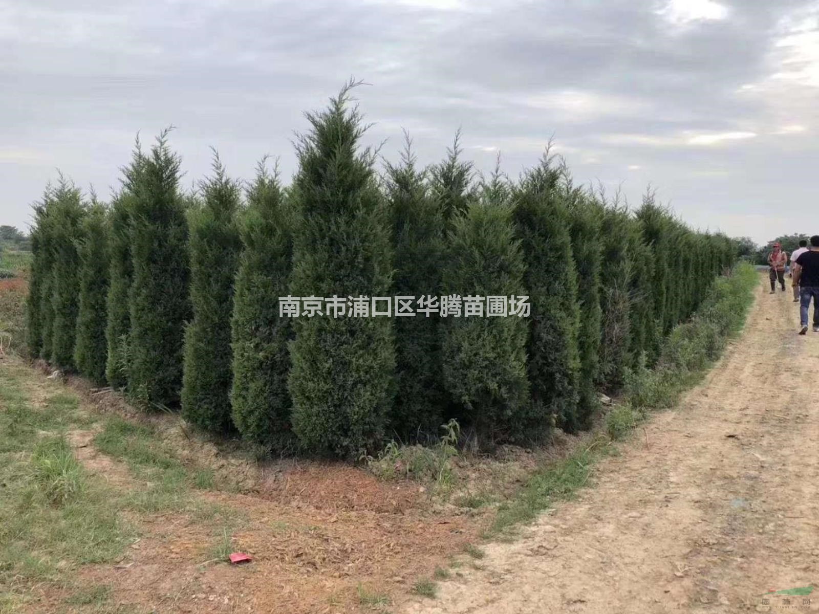 未來5年內大型蜀桧2米8高度蜀桧3米高度蜀桧3米5高度蜀桧4米高..