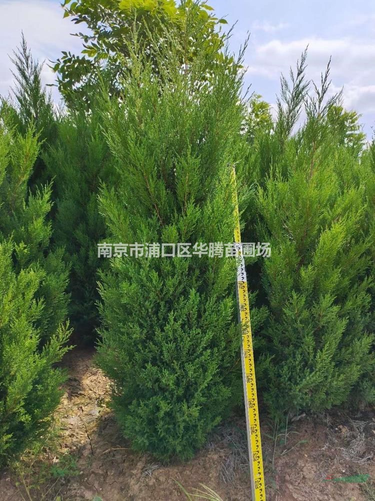 工地常規品種塔柏2米高度價格2米5高度塔柏價格3米高度塔柏價格