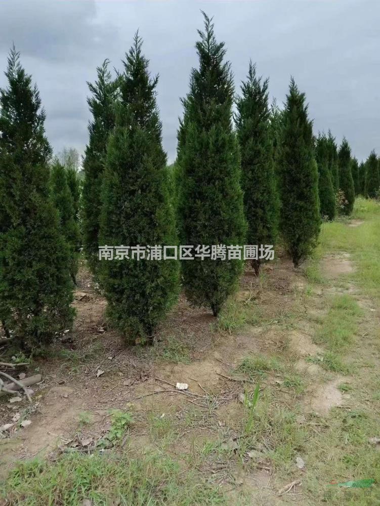 工地常規品種塔柏2米高度價格2米5高度塔柏價格3米高度塔柏價格