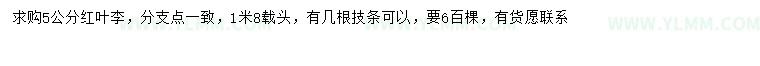 求购5公分红叶李