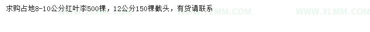 求购8-10、12公分红叶李