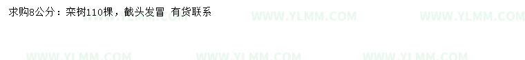 求购8公分栾树