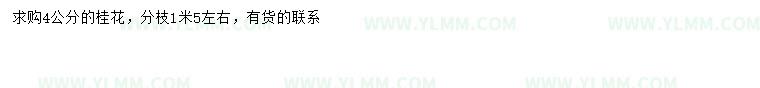 求购4公分桂花