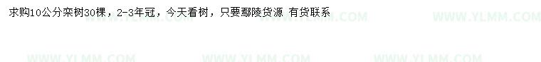 求购10公分栾树