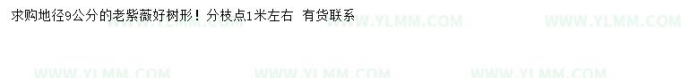 求购地径9公分老紫薇