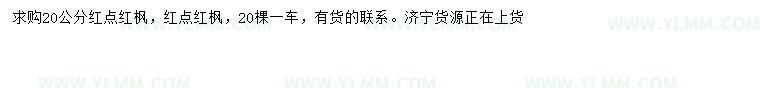求购20公分红点红枫