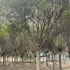 红皮榕