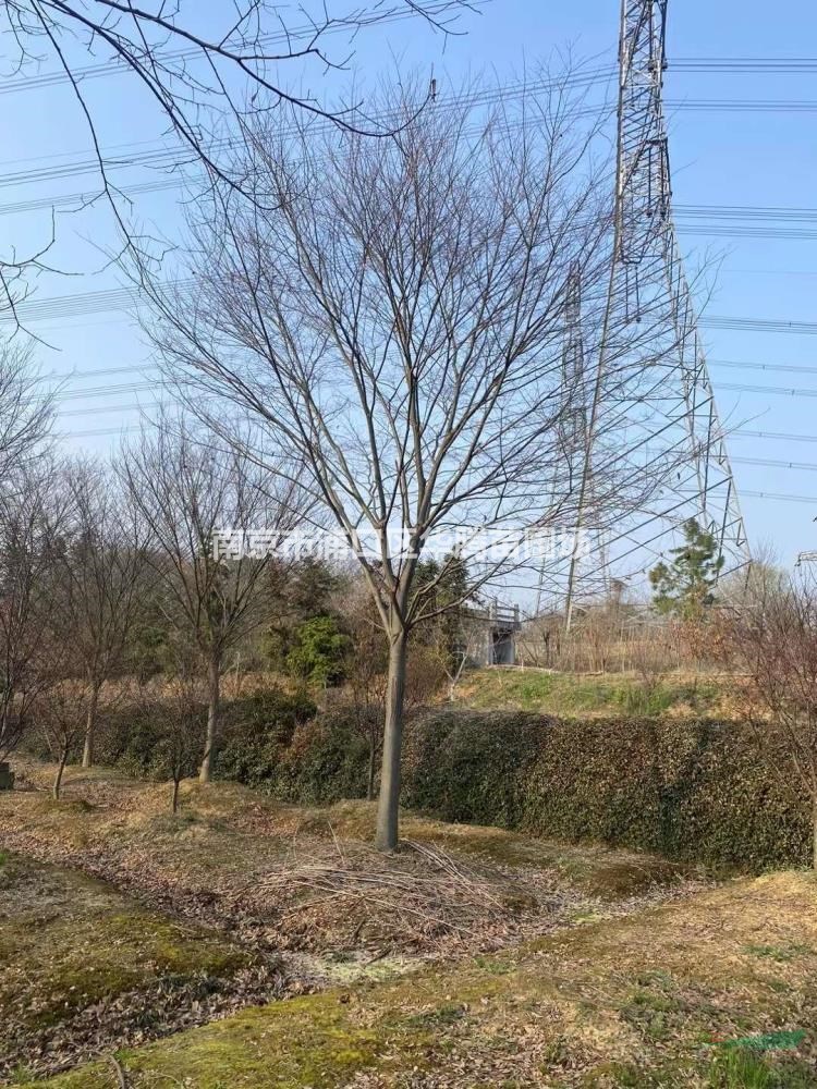 南京華騰苗圃榉樹10公分榉樹12公分榉樹13公分榉樹價格優惠