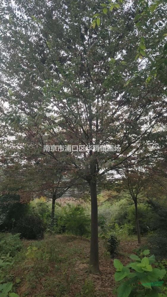 大規格榉樹20公分榉樹22公分榉樹23公分-移植包裝