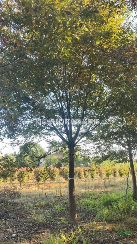 大規格榉樹20公分榉樹22公分榉樹23公分-移植包裝