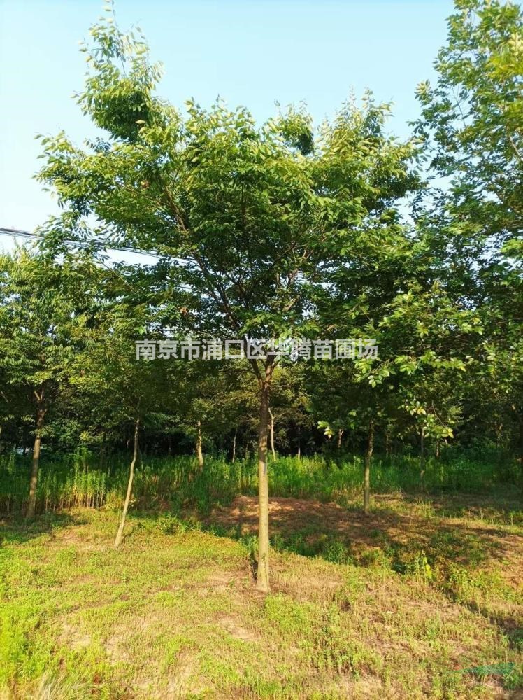 8分好樹形-榉樹18公分榉樹20公分榉樹16公分榉樹價格南京華騰苗..