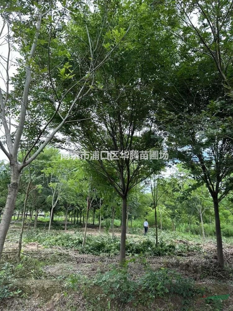 8分好樹形-榉樹18公分榉樹20公分榉樹16公分榉樹價格南京華騰苗..