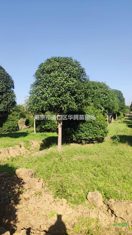 高杆桂花16公分高杆桂花18公分高杆桂花20公分-移植培育技術指導
