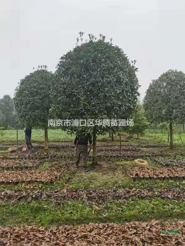 高杆桂花16公分高杆桂花18公分高杆桂花20公分-移植培育技術指導