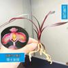 红荷素属于莲瓣兰。莲瓣兰（CymbidiumtortisepalumFukuyama）..