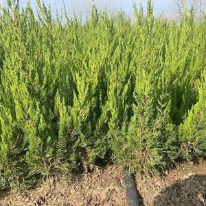 常年供应龙柏小苗基地直发