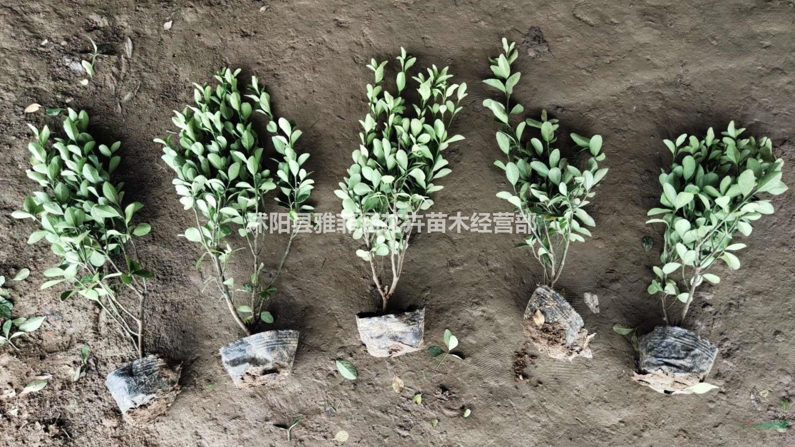 出售各種規格小苗，大葉黃楊小苗基地直發