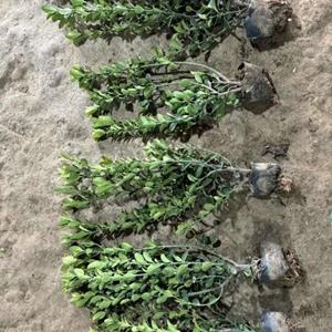 出售各种规格小苗，大葉黃楊小苗基地直发